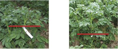plant example during and after treatment side by side
